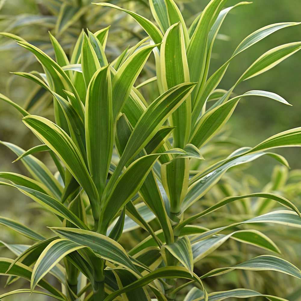  Song of India's vividly striped leaves, which are ideal for giving floral designs some texture and freshness.