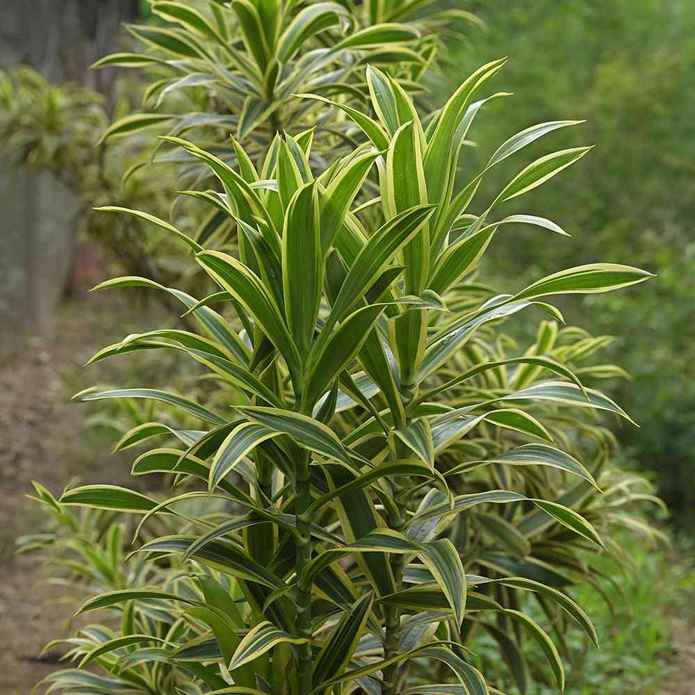 Song of India foliages featuring lush green and yellow variegated leaves, ideal for floral arrangements and exotic decor accents.