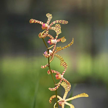 Arandas Orchids showing intricate petal texture and vibrant red-yellow patterns, perfect for exotic flower collections.