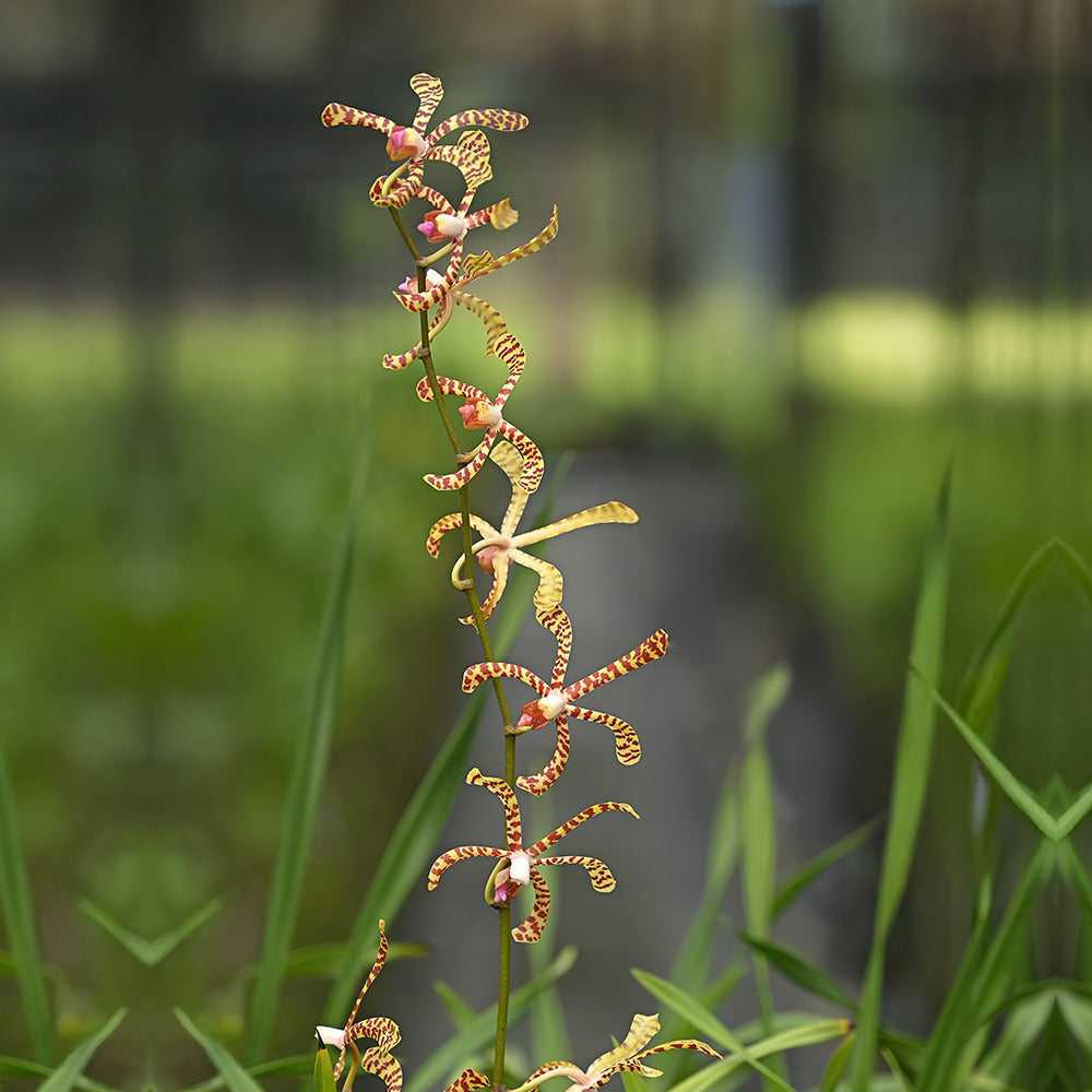Spider Red Arandas Orchids with crimson and golden-orange blooms on a tall stem, ideal for tropical floral arrangements and decor.
