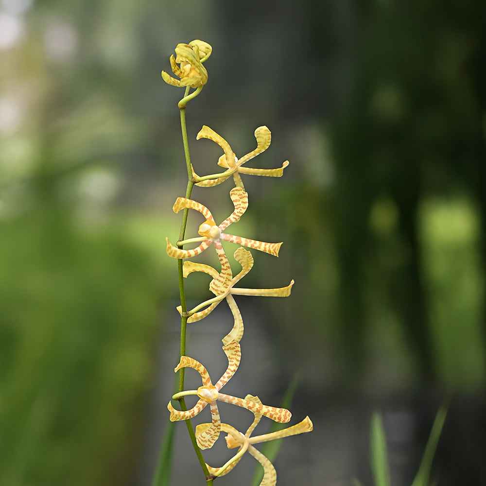 Spider Yellow 1 showcases intricate yellow blooms with twisted petals, perfect for vibrant tropical displays.