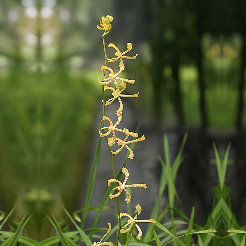 Spider Yellow Arandas Orchids with curled golden petals on a tall green stem, ideal for tropical floral arrangements and exotic decor.