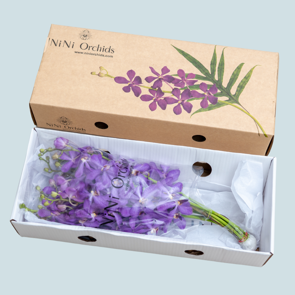 Violet Vanda Orchids – 5 Pcs Fresh Premium Flowers