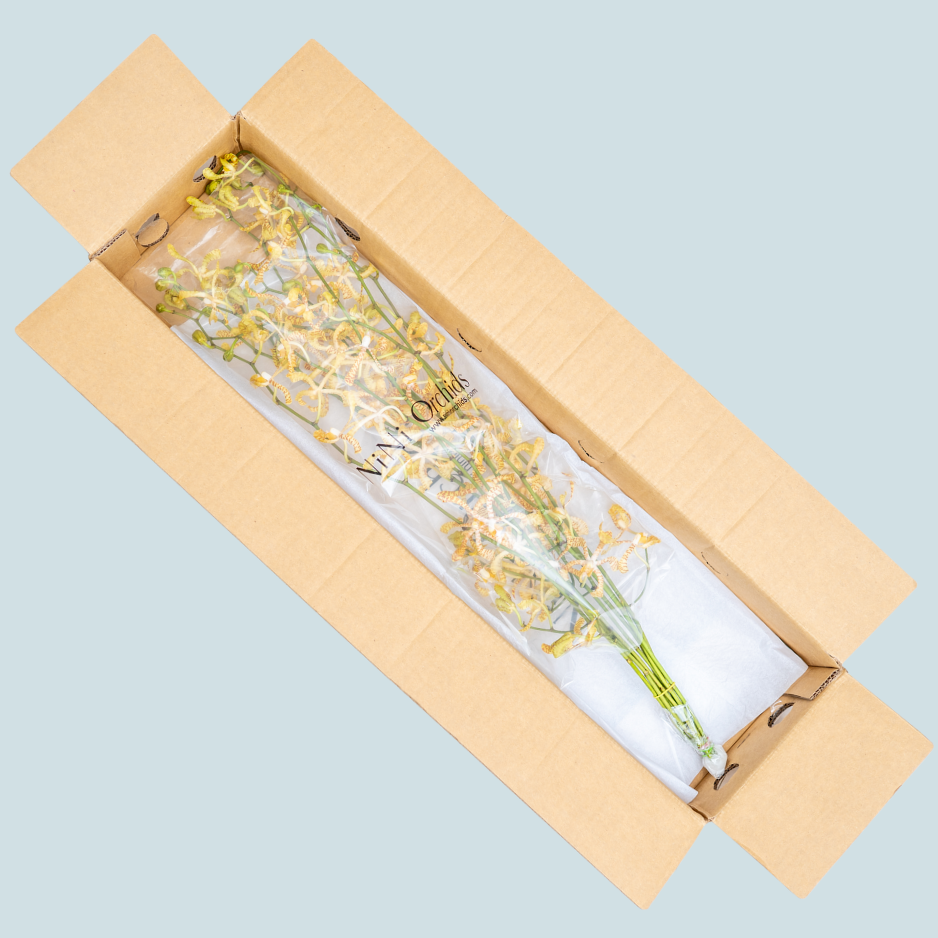 Spider Yellow Orchids – 10 pcs