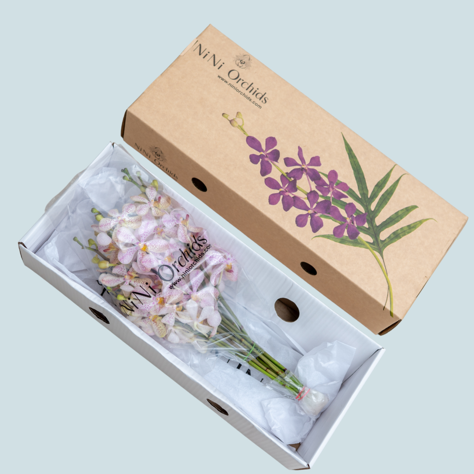 White Pink Vanda Orchids – 10 Pcs Premium Flowers