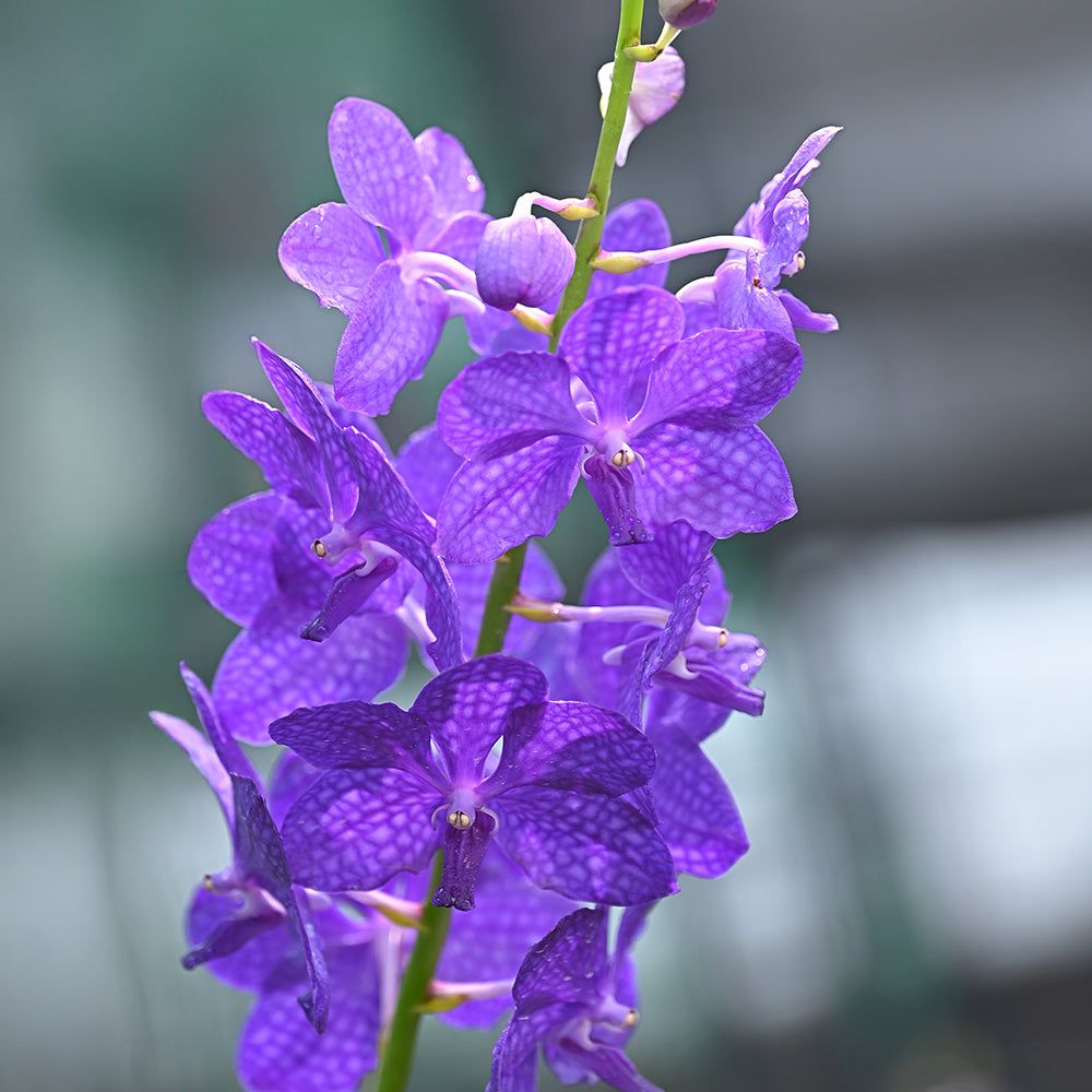  Orchids showcasing velvety purple blooms and elegant textures, ideal for premium orchid collections or gifting.