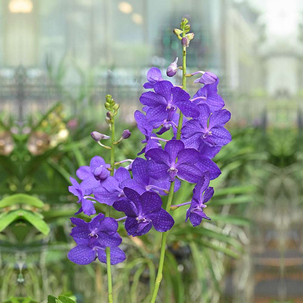 Violet Nini orchids with vibrant purple petals and intricate patterns, displayed in a lush greenhouse setting for luxury floral decor.