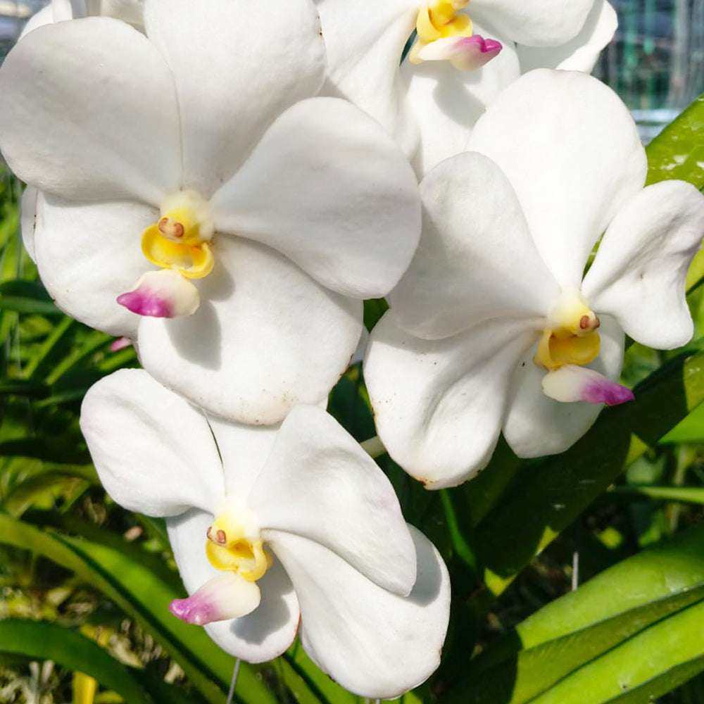 Cluster of White Vanda Orchids showcasing large white blooms with pink-tipped centers, ideal for luxury floral arrangements or orchid collections.