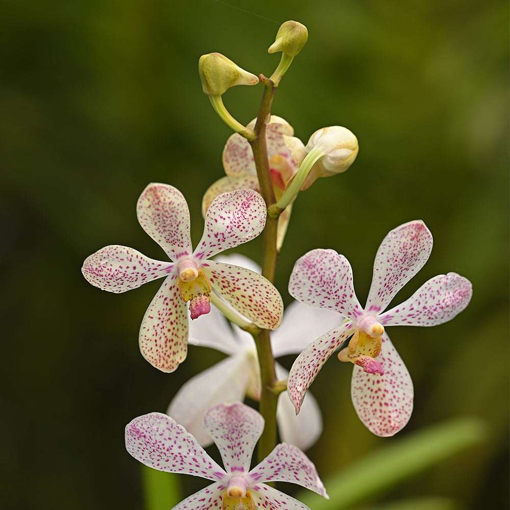  Mokara orchids showing intricate pink speckled patterns and fresh tropical blooms ideal for floral arrangements.