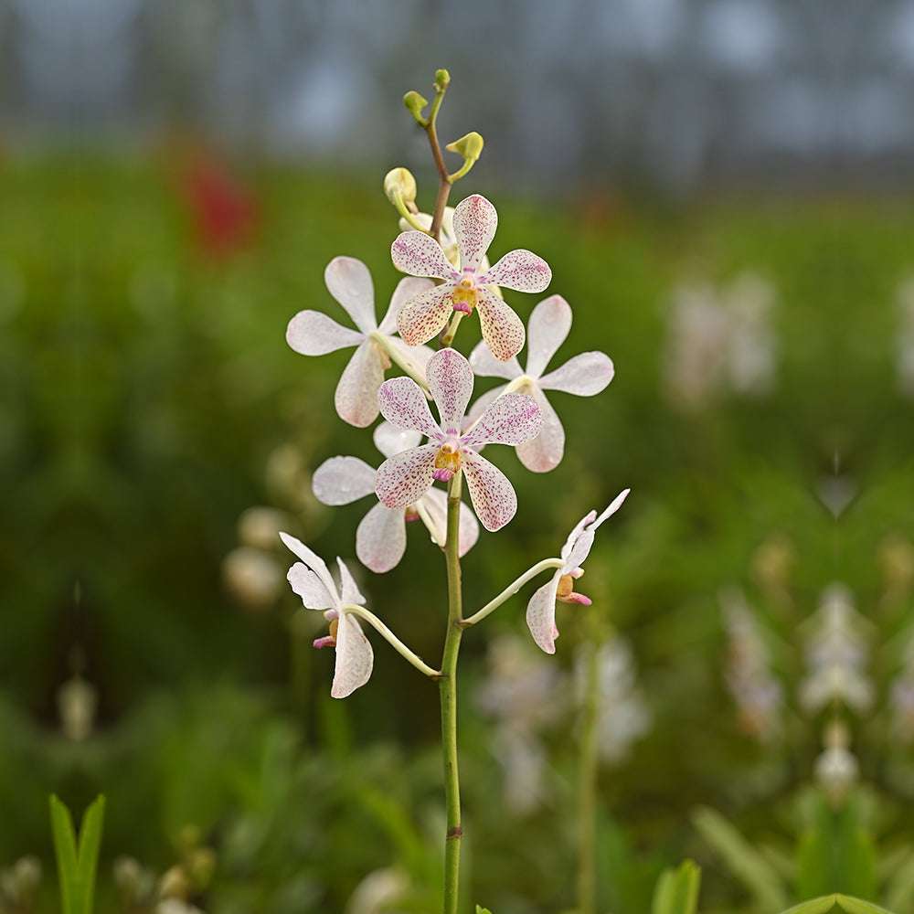 White and pink Mokara orchids with delicate pink speckles on white petals, blooming on a single stem in a lush green garden setting.