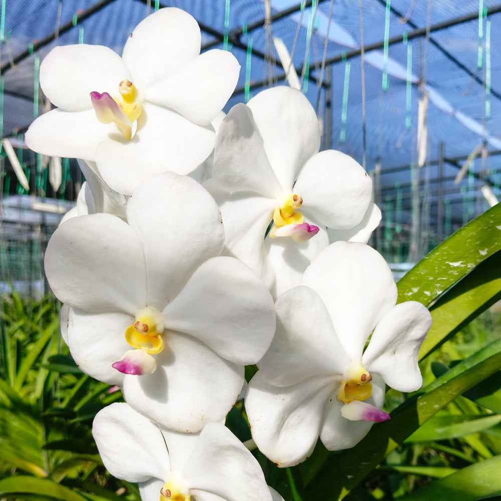 White Vanda orchids with velvety petals and purple-yellow centers, blooming in a greenhouse setting. Elegant and fragrant orchid variety.