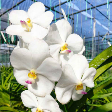 White Vanda orchids with velvety petals and purple-yellow centers, blooming in a greenhouse setting. Elegant and fragrant orchid variety.