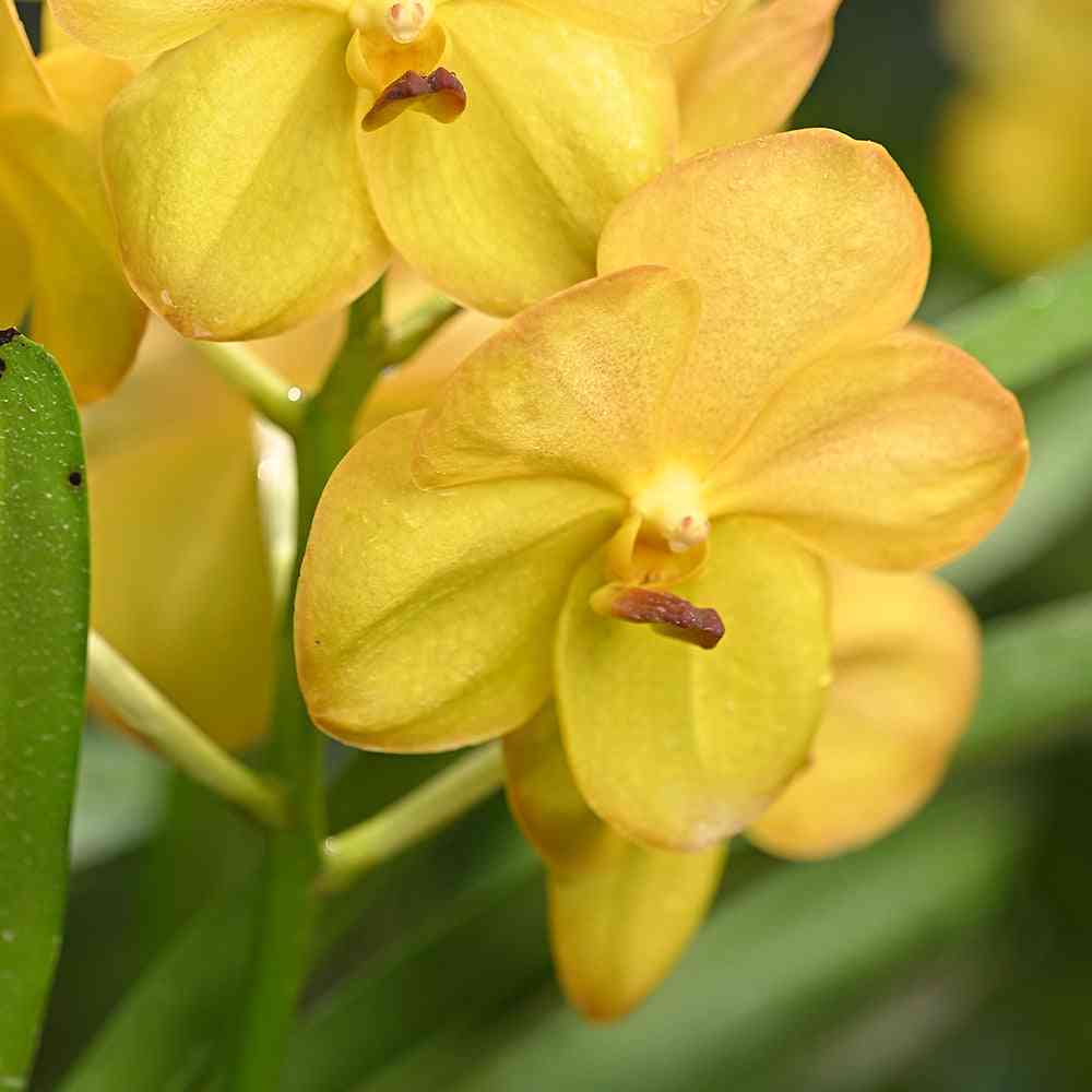 Yellow orchids featuring vibrant yellow petals and velvety texture, ideal for luxury floral arrangements or exotic garden decor.