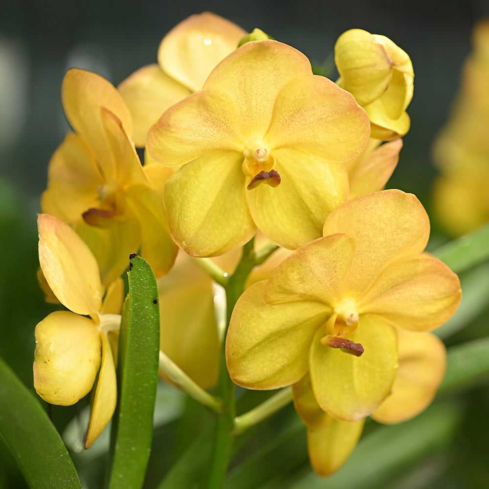Yellow orchids featuring vibrant yellow petals and velvety texture, ideal for luxury floral arrangements or exotic garden decor.