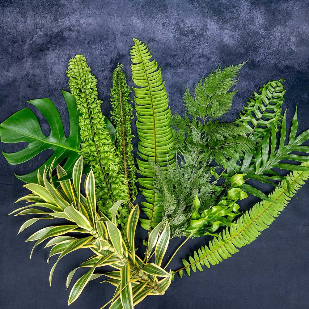 Boston Fern—Cut Foliages 10 Pcs featuring a vibrant mix of tropical greenery, including ferns, monstera, and variegated leaves on a dark background.