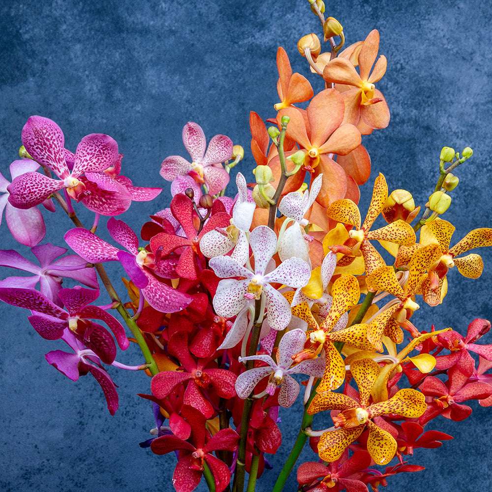 Assorted Orchids for Events and Décor – Mokara Assorted Vibrant Mix featuring vivid pink, red, orange, yellow, and white blooms ideal for floral arrangements.