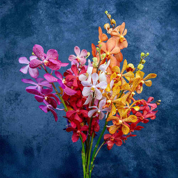 Assorted Orchids for Events and Décor – Mokara Assorted Vibrant Mix in red, pink, orange, and yellow hues, ideal for floral arrangements and gifting.