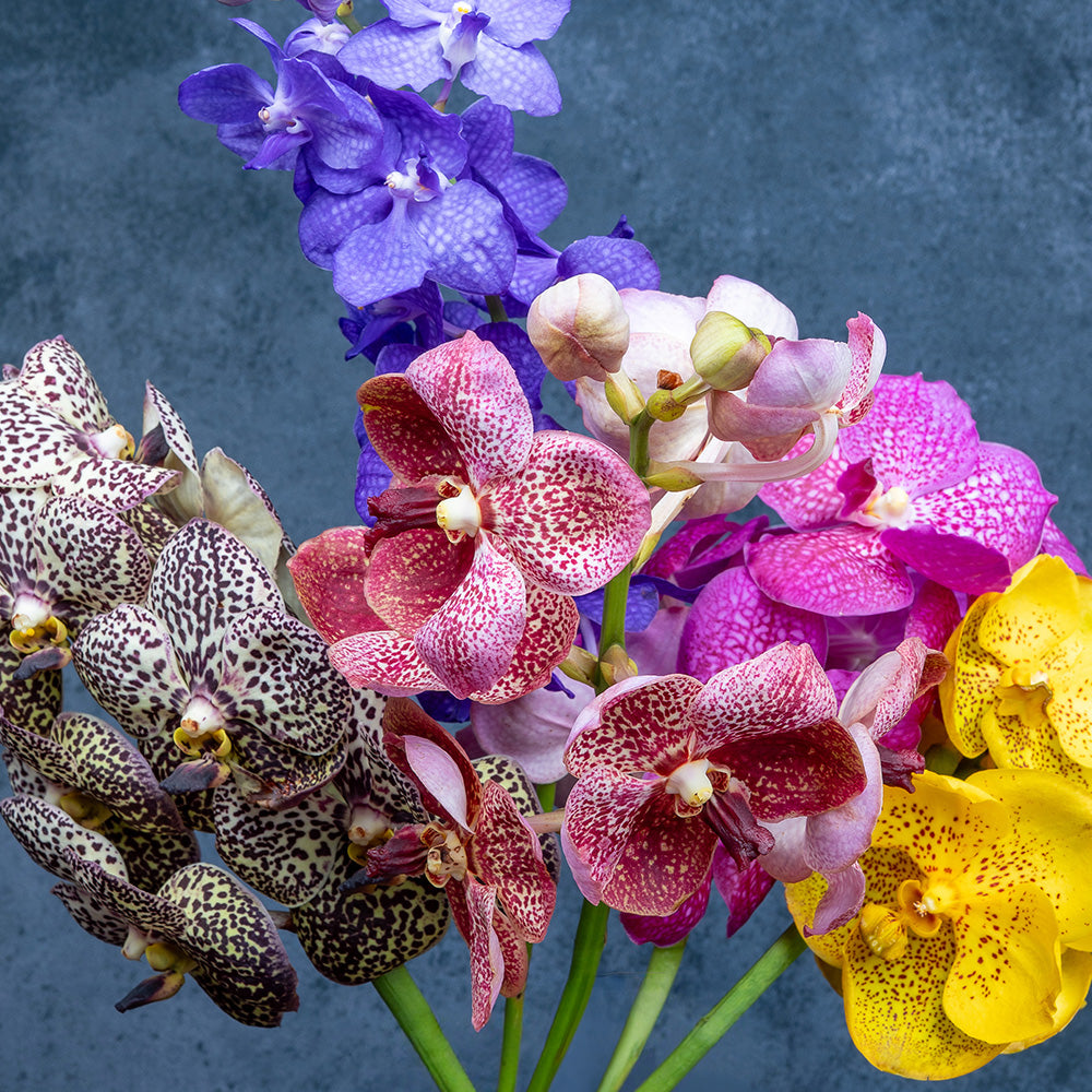Assorted Vanda Orchids Collection – 5 Pcs Fresh Blooms