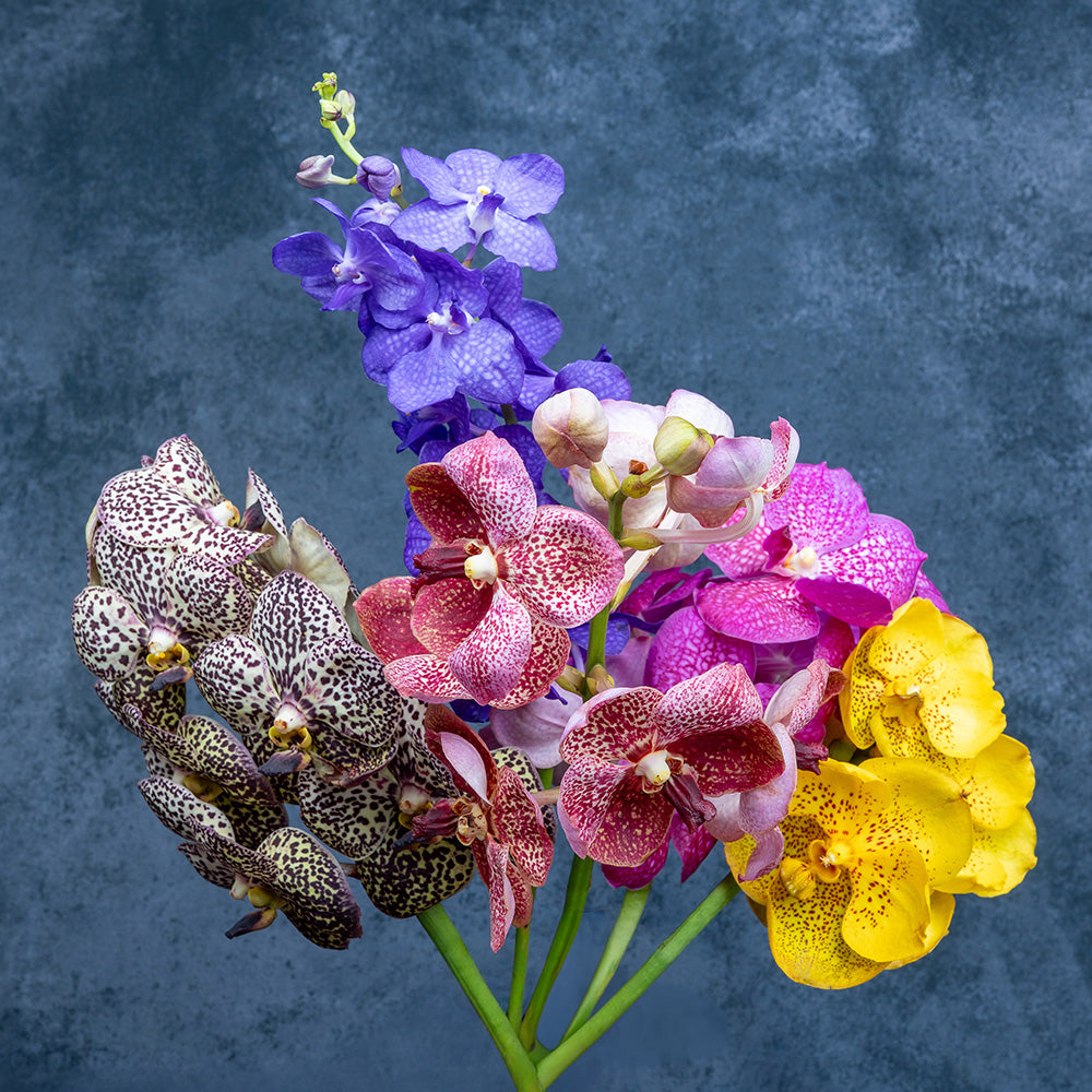Assorted Vanda Orchids Collection – 5 Pcs Fresh Blooms