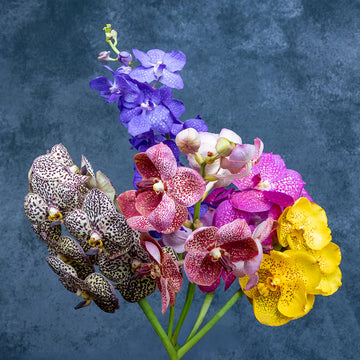 Assorted Vanda Orchids Collection – 5 Pcs Fresh Blooms