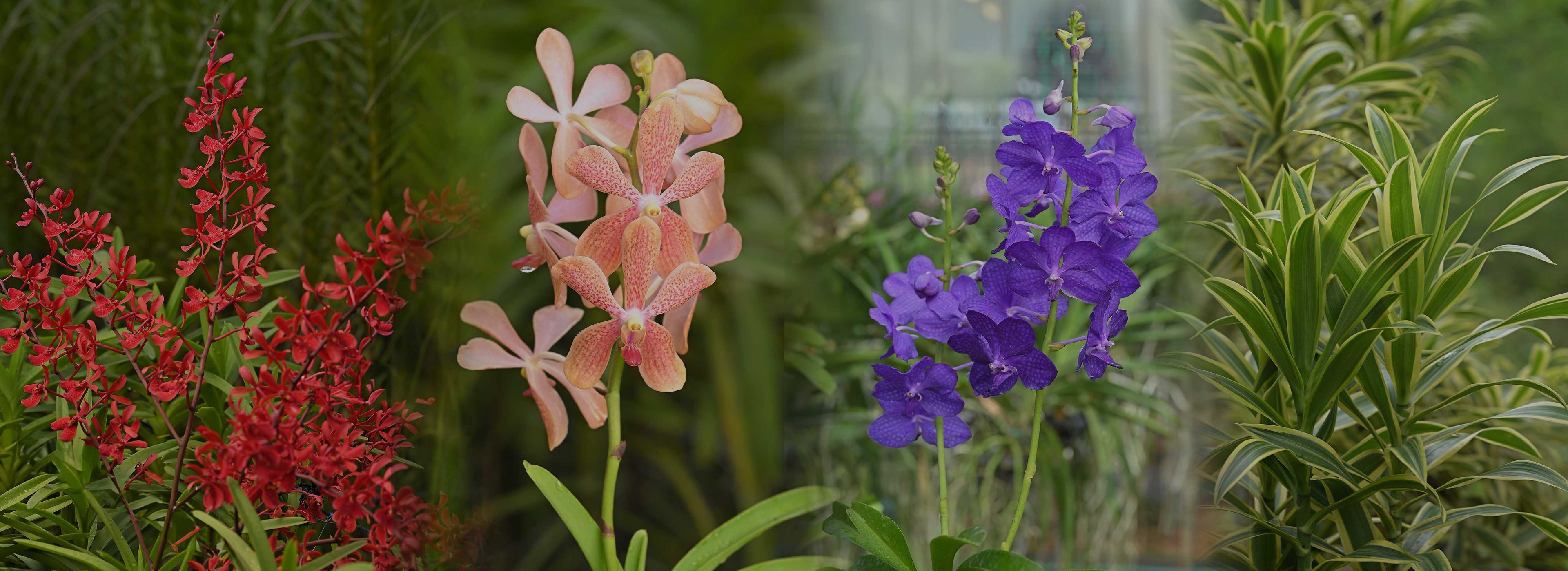 collection-banner-image