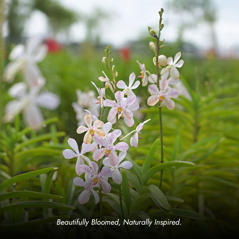 lookbook image shop_this_look_amDhCa