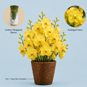 Yellow Vanda Orchids – 5 Stems Fresh Premium Flowers