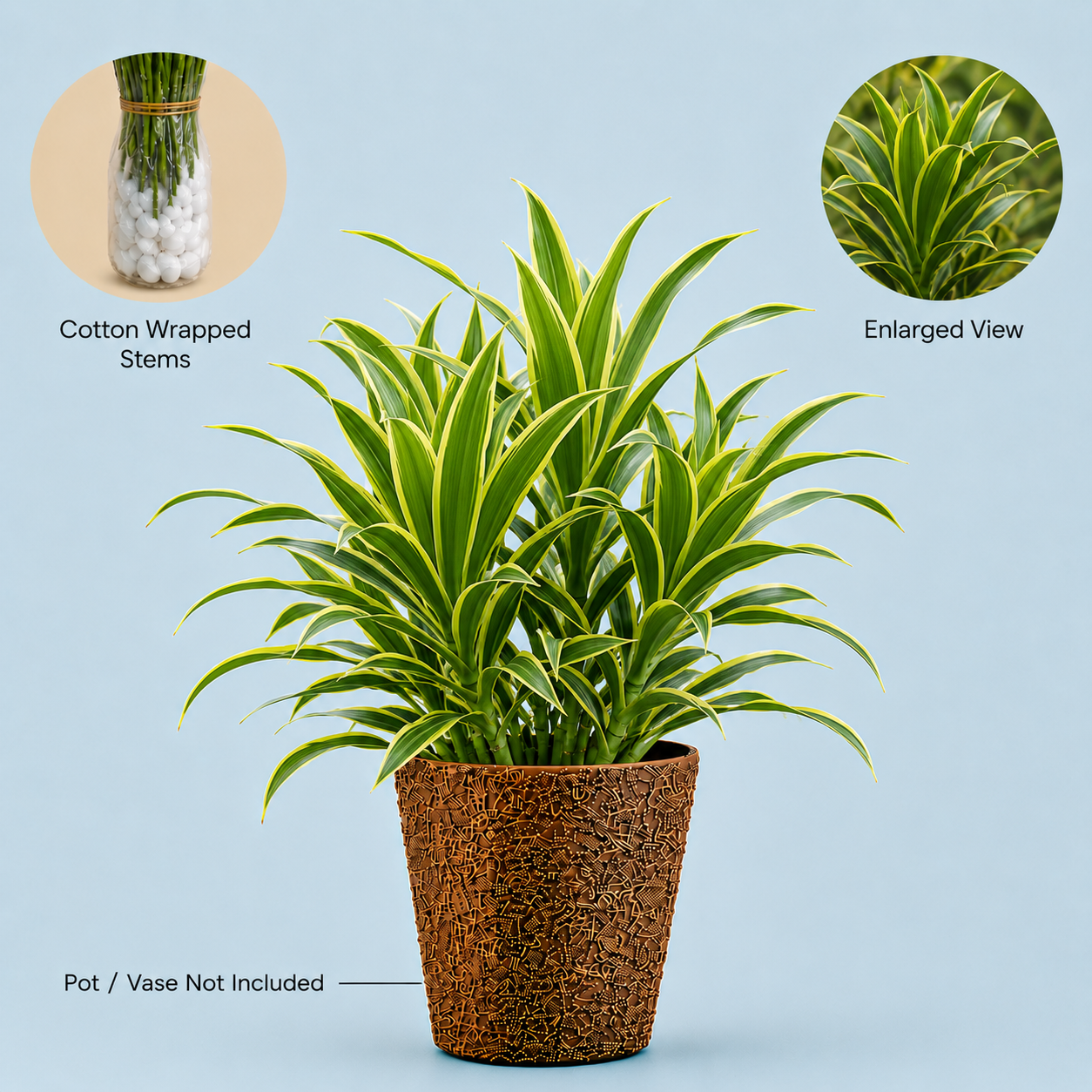 Song of India Foliage – 10 Pcs Fresh Decoration Leaves