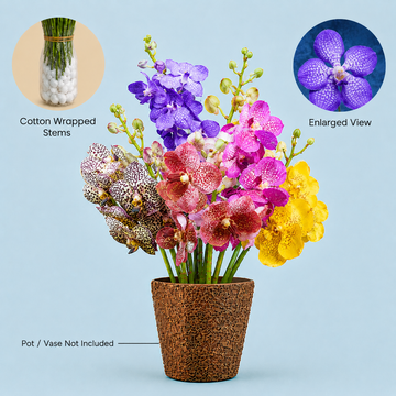 Assorted Vanda Orchids Collection – 5 Stems Fresh Blooms