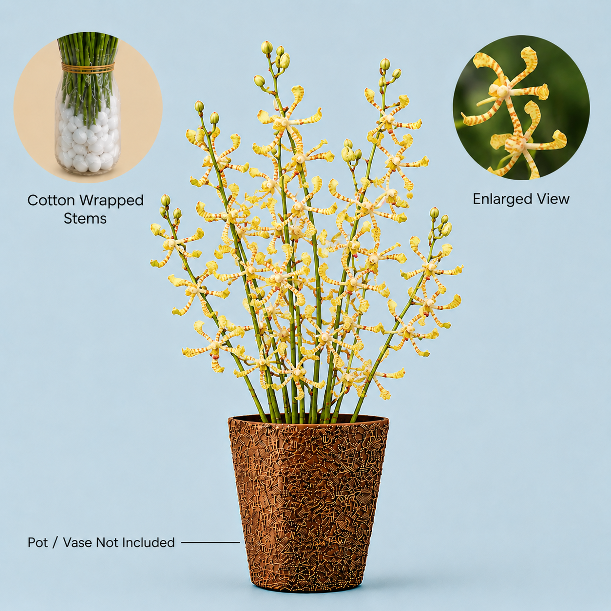 Spider Yellow Orchids – 10 Stems