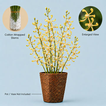 Spider Yellow Orchids – 10 Stems