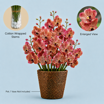 Light Maroon Vanda Orchids – 5 Stems Fresh  Flowers