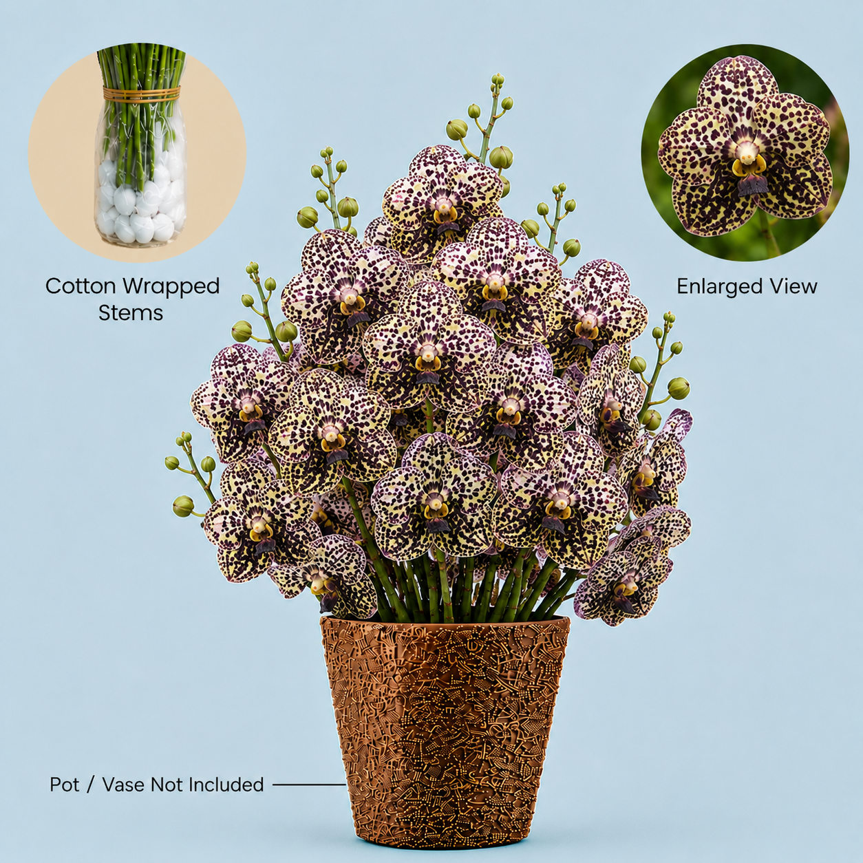 Dark Brown Vanda Orchids – 5 Stems Fresh Flowers