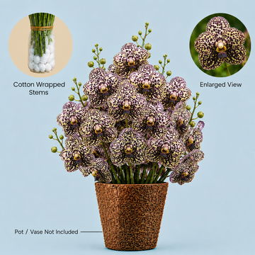 Dark Brown Vanda Orchids – 5 Stems Fresh Flowers