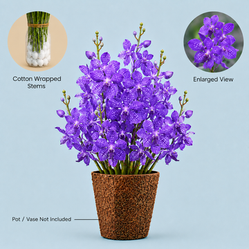 Violet Vanda Orchids – 5 Stems Fresh Premium Flowers