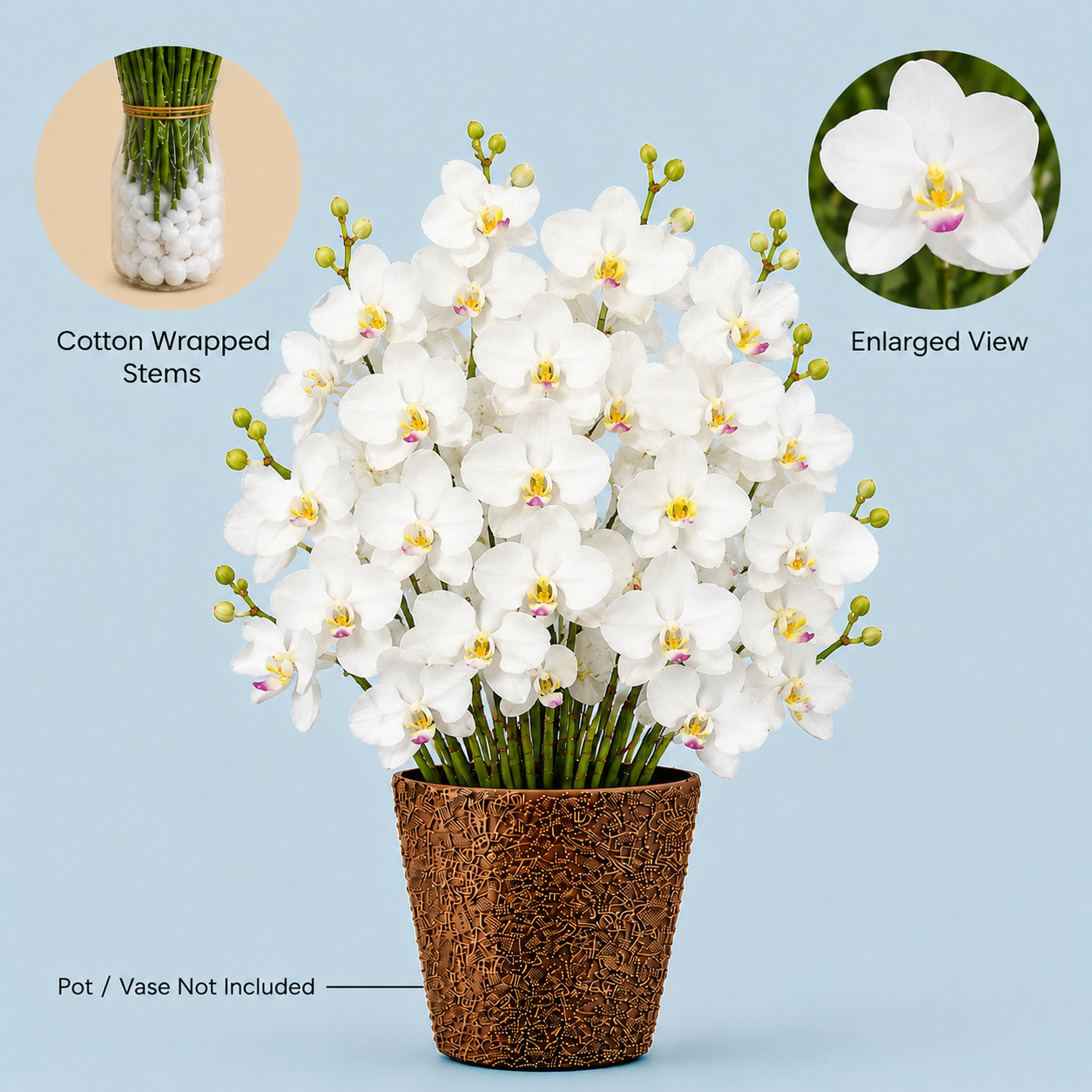 White Vanda Orchids – 5 Pcs Fresh Premium Stems