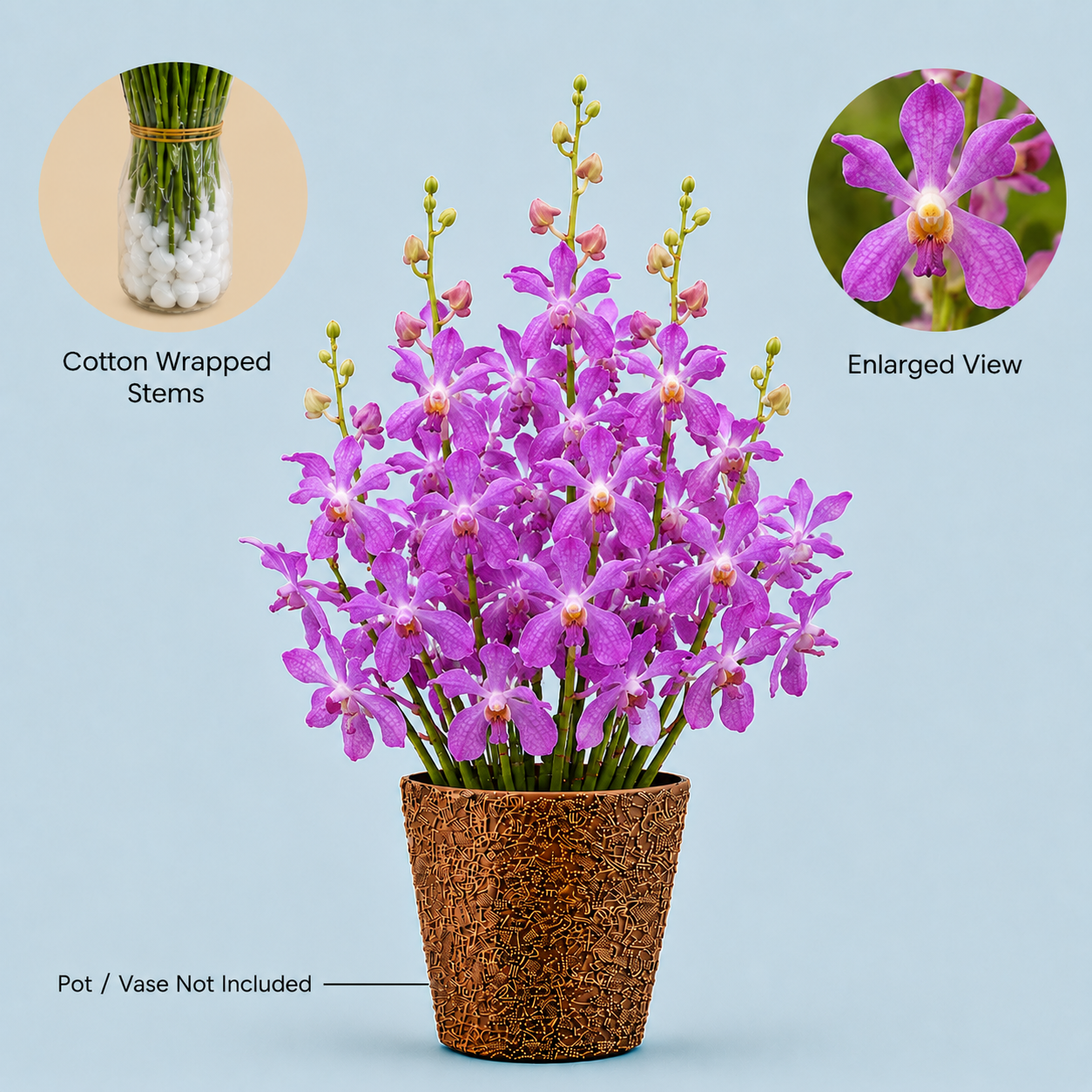 JR Blue Orchids – 10 Stems Fresh Premium Flowers