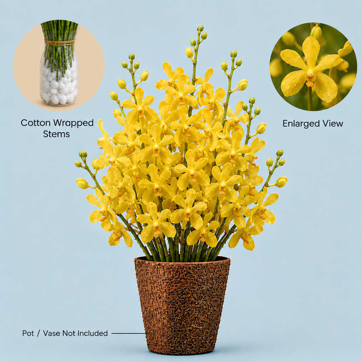 GI Gold Orchids – 10 Stems Fresh  Flowers