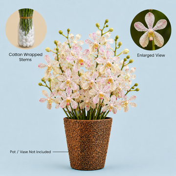 White Pink Vanda Orchids – 10 Stems Premium Flowers