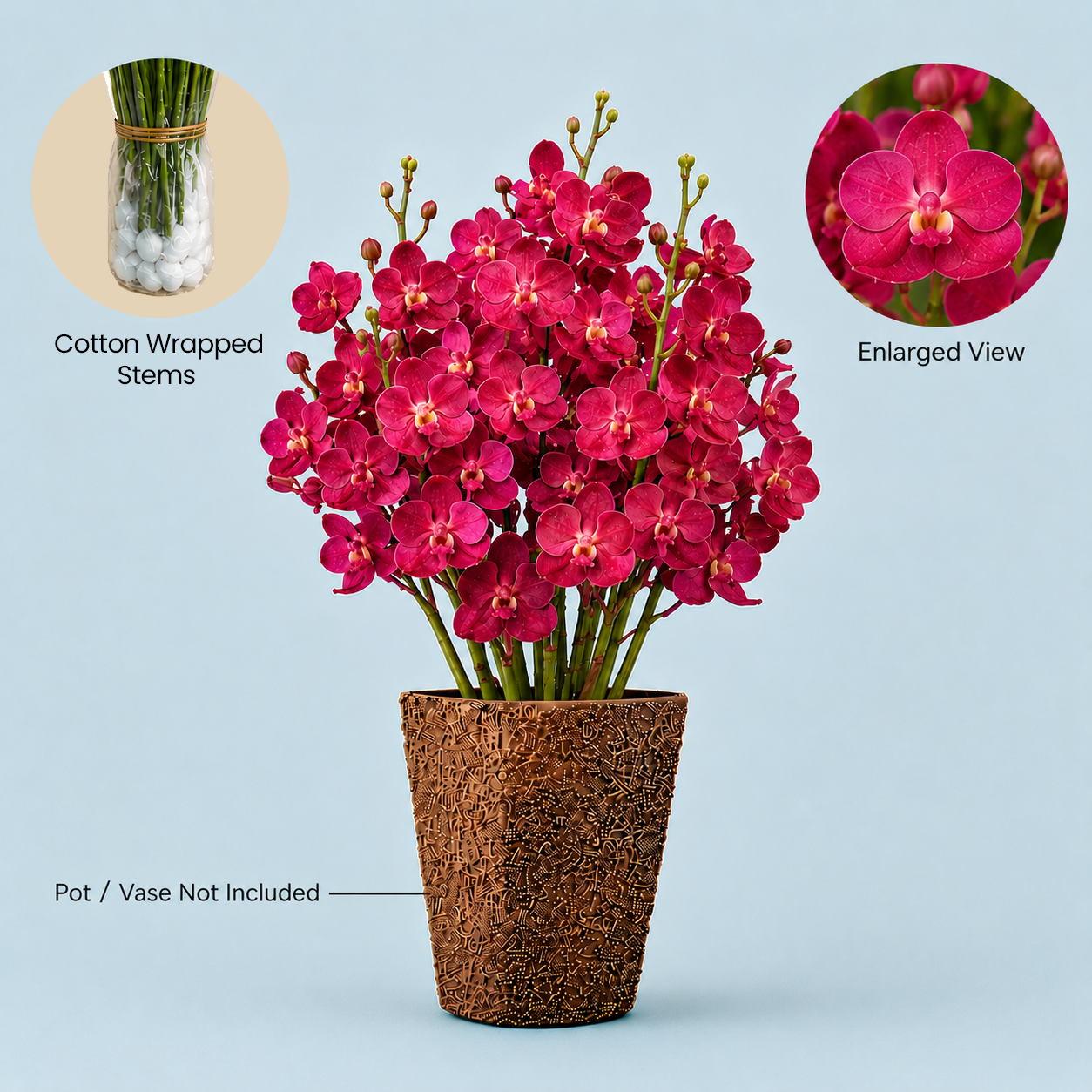 Cardinal Red Vanda Orchids – 5 Stems