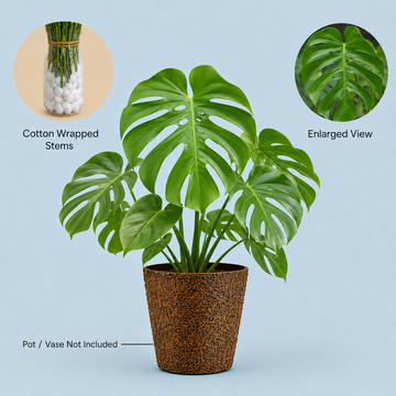 Monstera Deliciosa Foliage – 10 Pcs Fresh Tropical Leaves