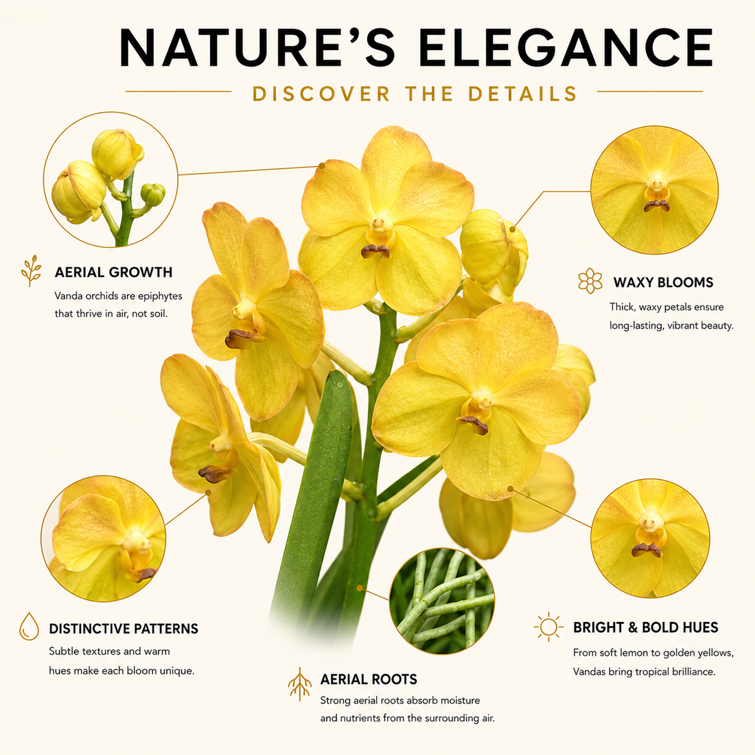 Yellow Vanda Orchids – 5 Stems Fresh Premium Flowers
