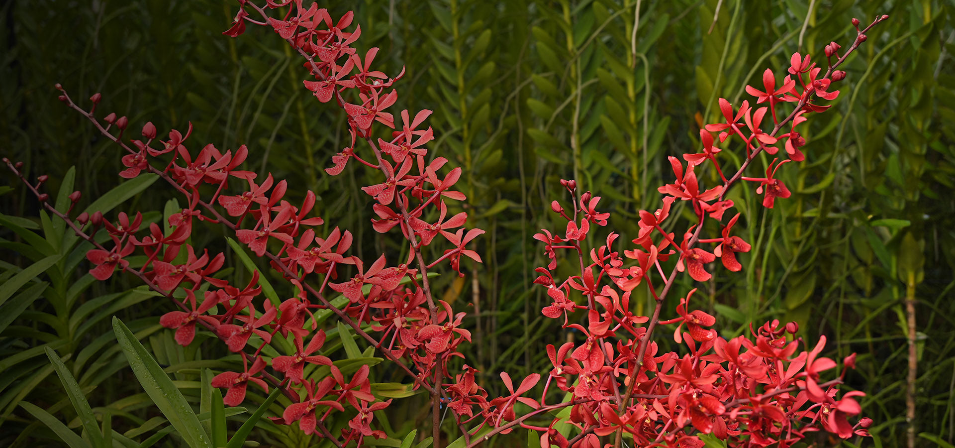 slider image 1621243260e1af0c20-0