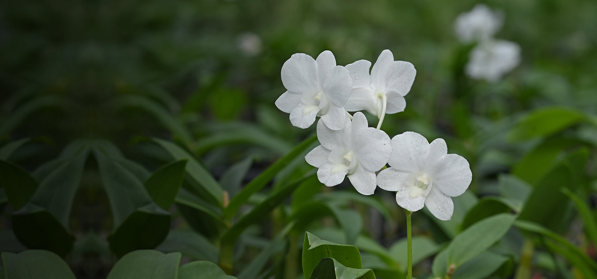 slider image slider_item_hNFApP