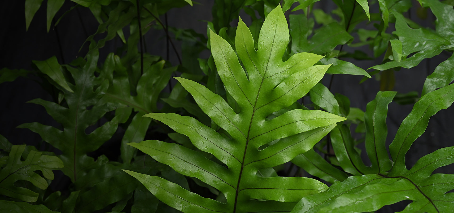 slider image slider_item_rL6LRE